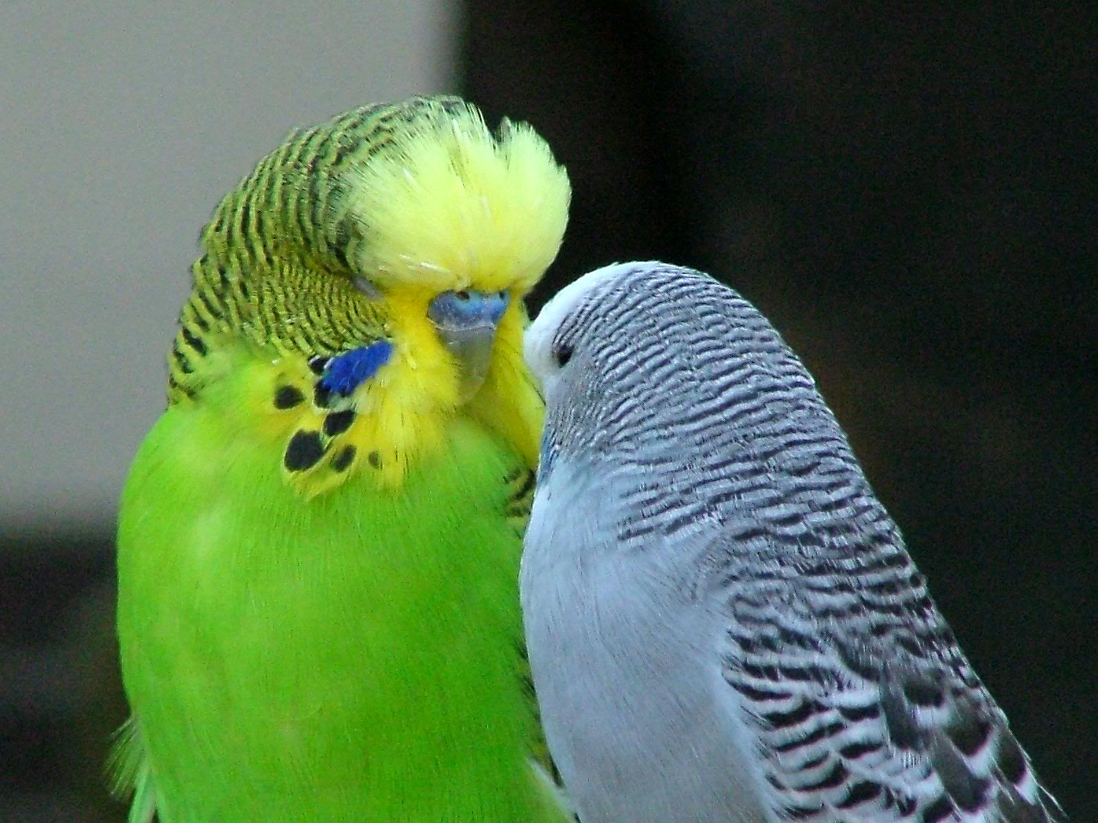 Breeding Parakeets