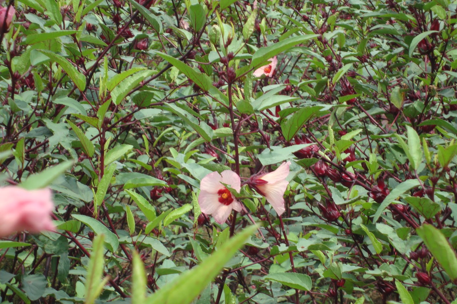 FLORDEJAMAICA PRAJIM: FLOR DE JAMAICA PRAJIM
