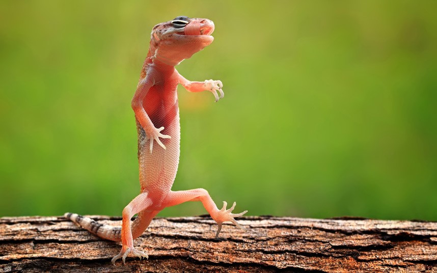 Funny Lizards Nice Images 2012 - Pets Cute and Docile