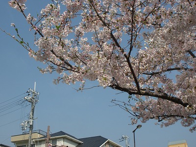 Focus Japan: Cherry trees
