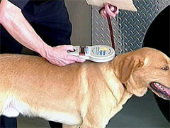 Image of person using microchip scanner wand over dog's back between shoulder blades.