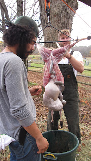 lamb butchering WWOOF usa taft hill farm vermont