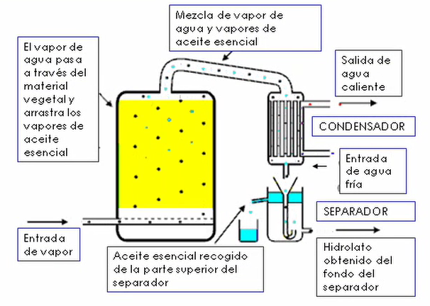 Las uñas enfermas en las manos el hongo