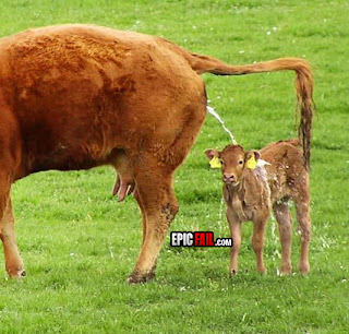 epic fail mother cow urinating on stupid baby funny