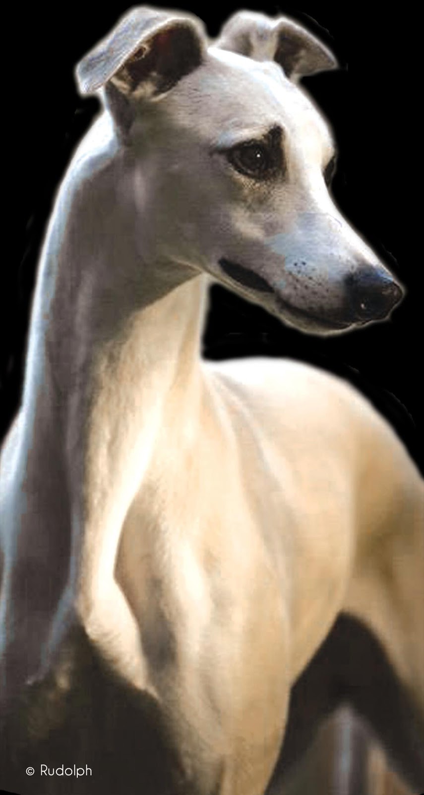 sporting fields whippets