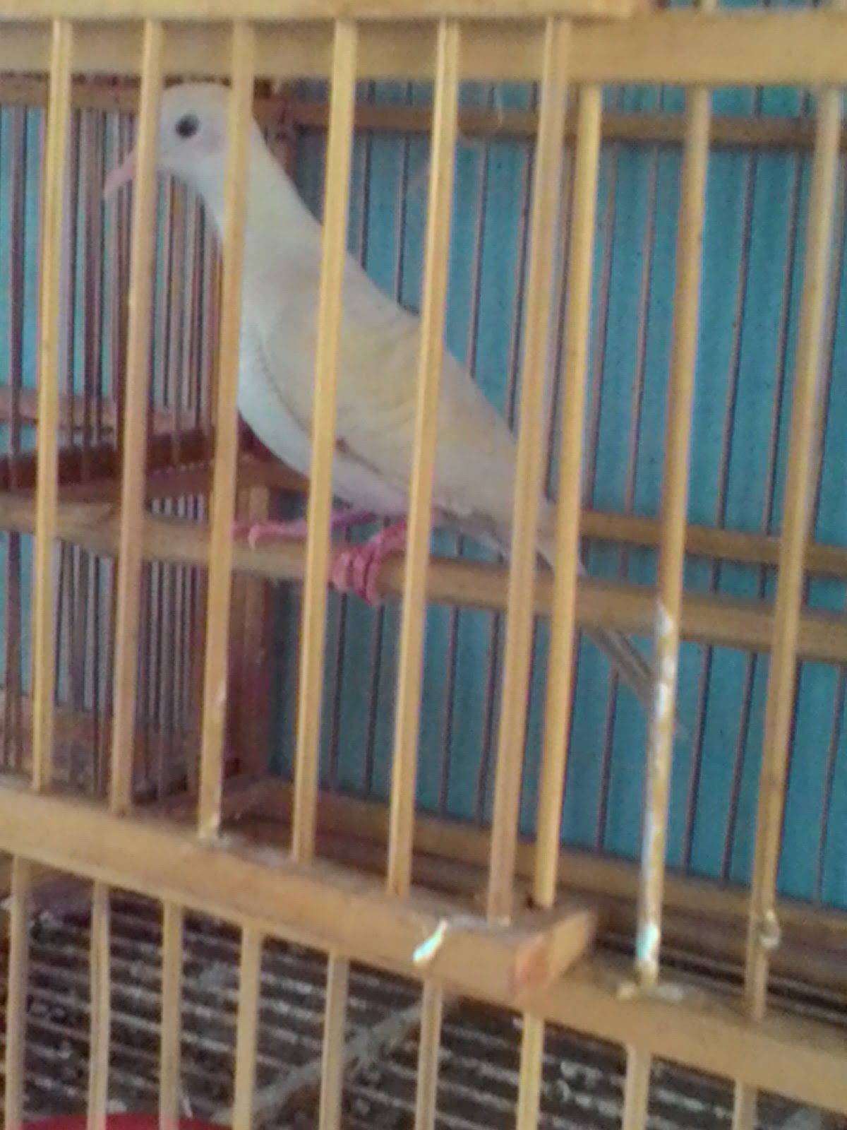 JUAL KUTUT: Jual Perkutut Betina Udan Mas Mata Merah