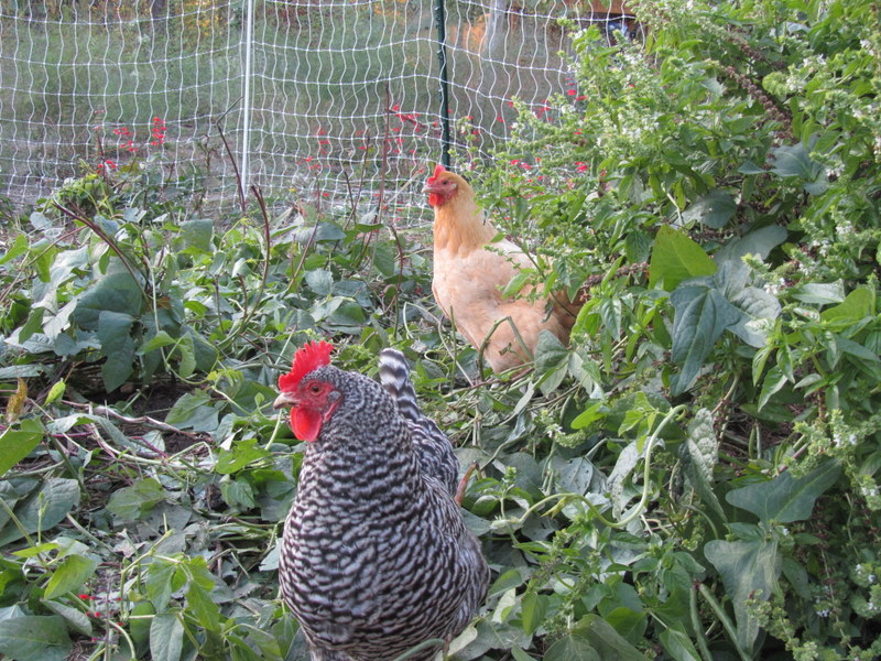 Mary Ann's Country Garden: I Don't Think I Will Eat My Chickens