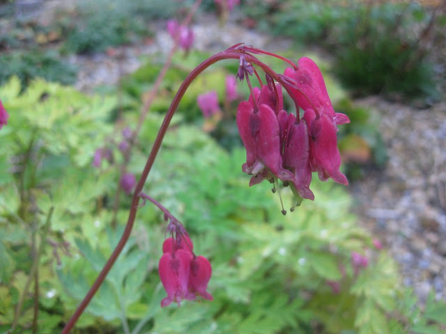 Dicentra 'Adrian Bloom"