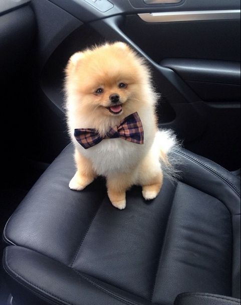 pomeranian average span pet s we top 5 living breeds pomeranian average span pet s we top 5 living breeds