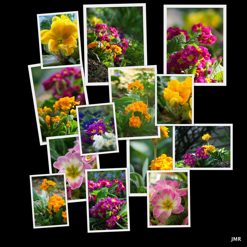 THE VILLAGE VOICE 'FAIR PRIMROSE' (February Flower of the Month)