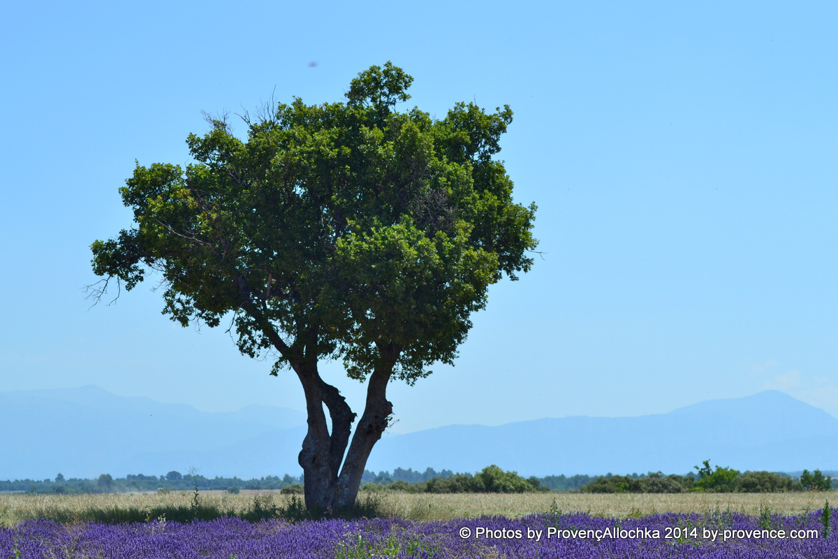 arbre,lavande,plateau valensole,© Ala Zhurak-Tolari arbre,lavande