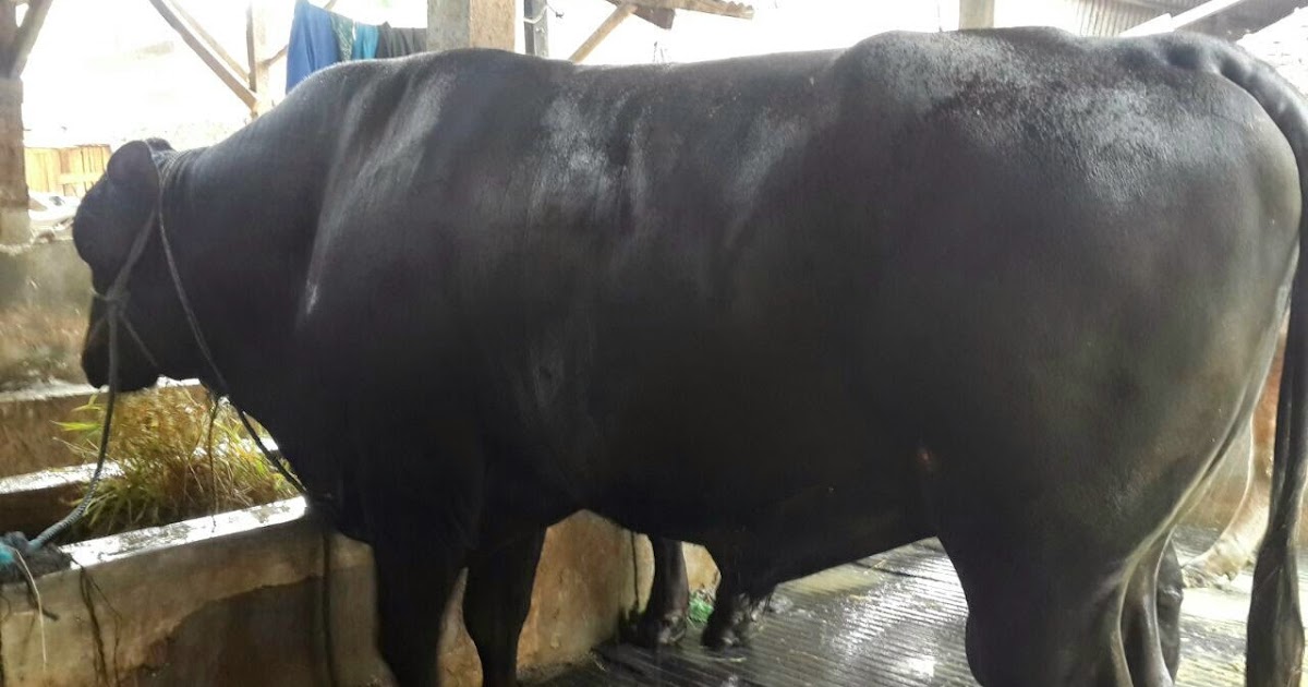 gambar sapi limosin gambar sapi limosin