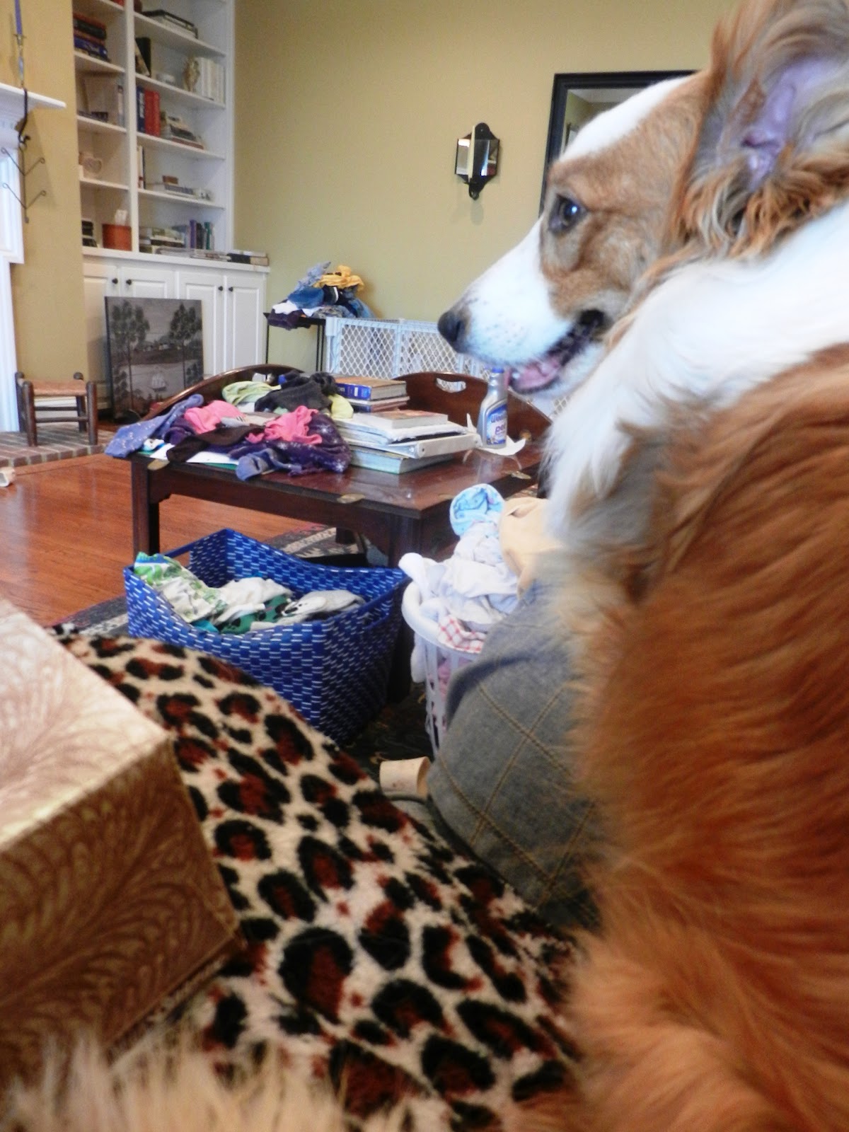 Dog Moans When Scratching Ear Dog Moans When Scratching Ear