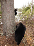 Momma Bear Lily with Baby Faith