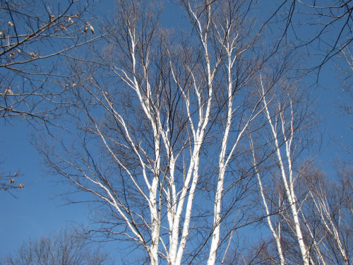 white birch