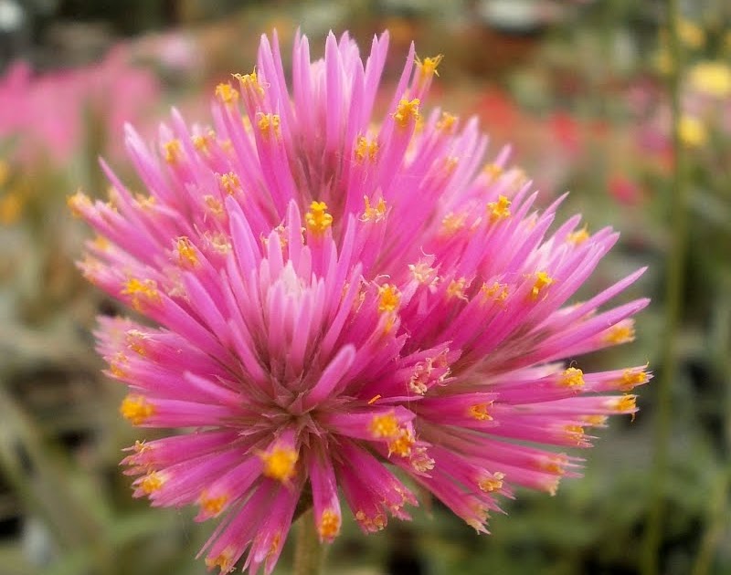 Plants are the Strangest People Pretty picture Gomphrena