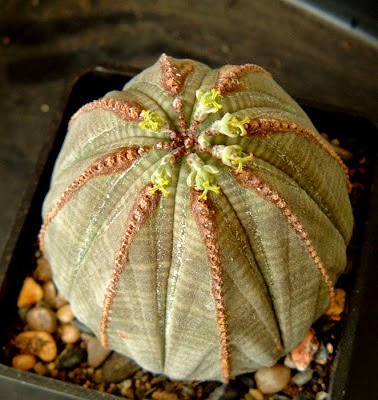 Euphorbia Obesa (Tanaman Bola Baseball) Euphorbia Obesa (Tanaman Bola Baseball)