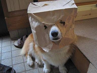 Animal Funny Picture