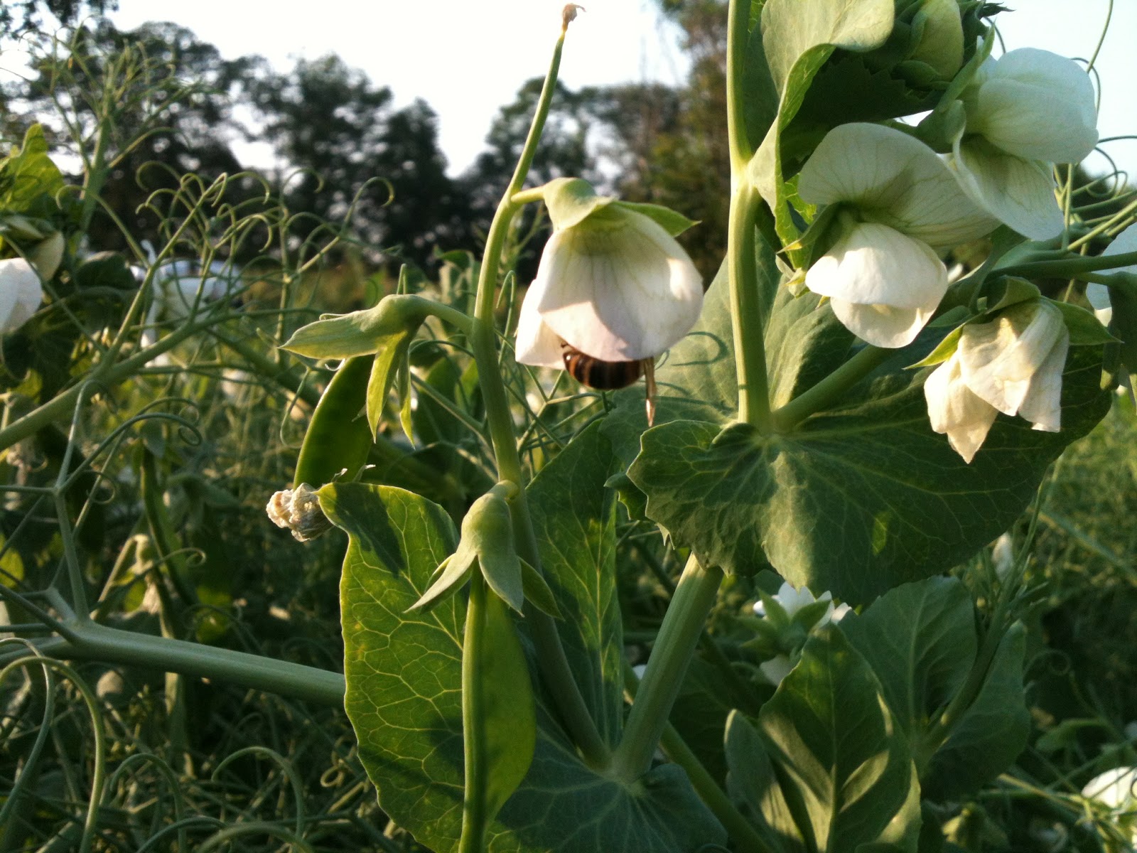 Che Guebee Apiary Do Honeybees pollinate Peas