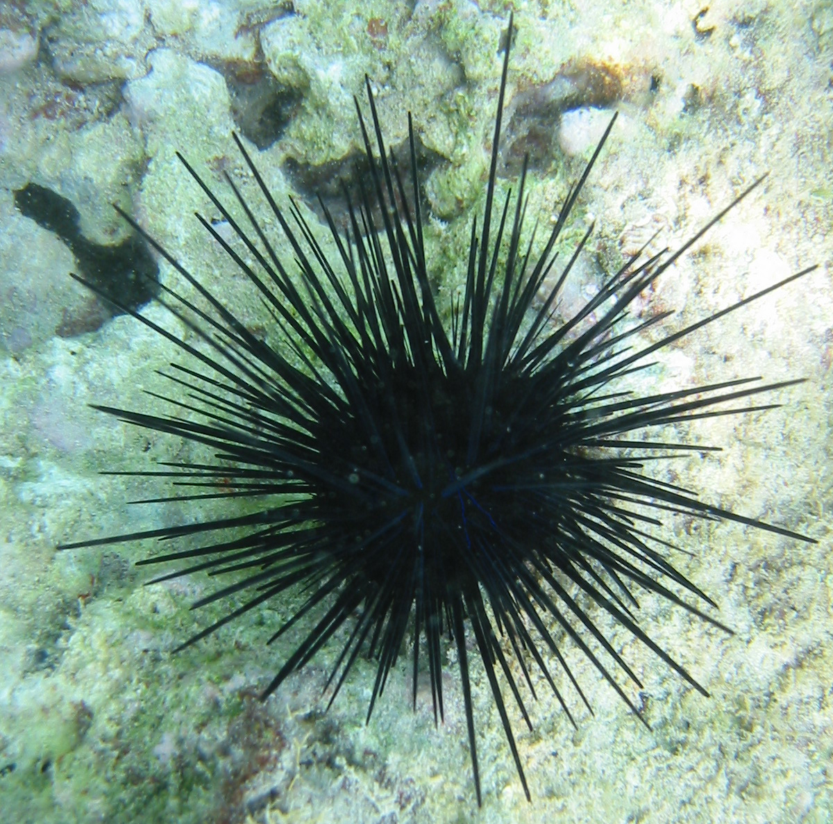 The Skiathian: Sea urchin