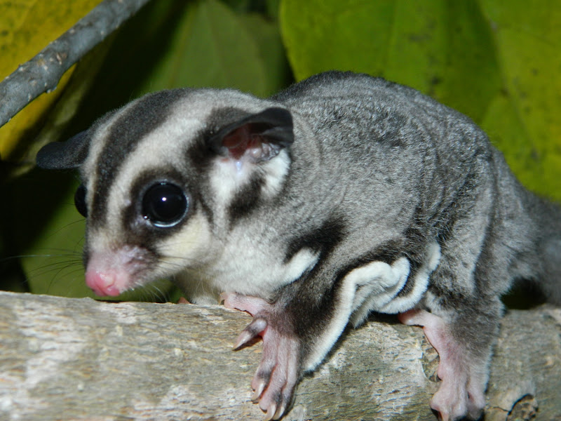 Black Beauty Sugar Glider