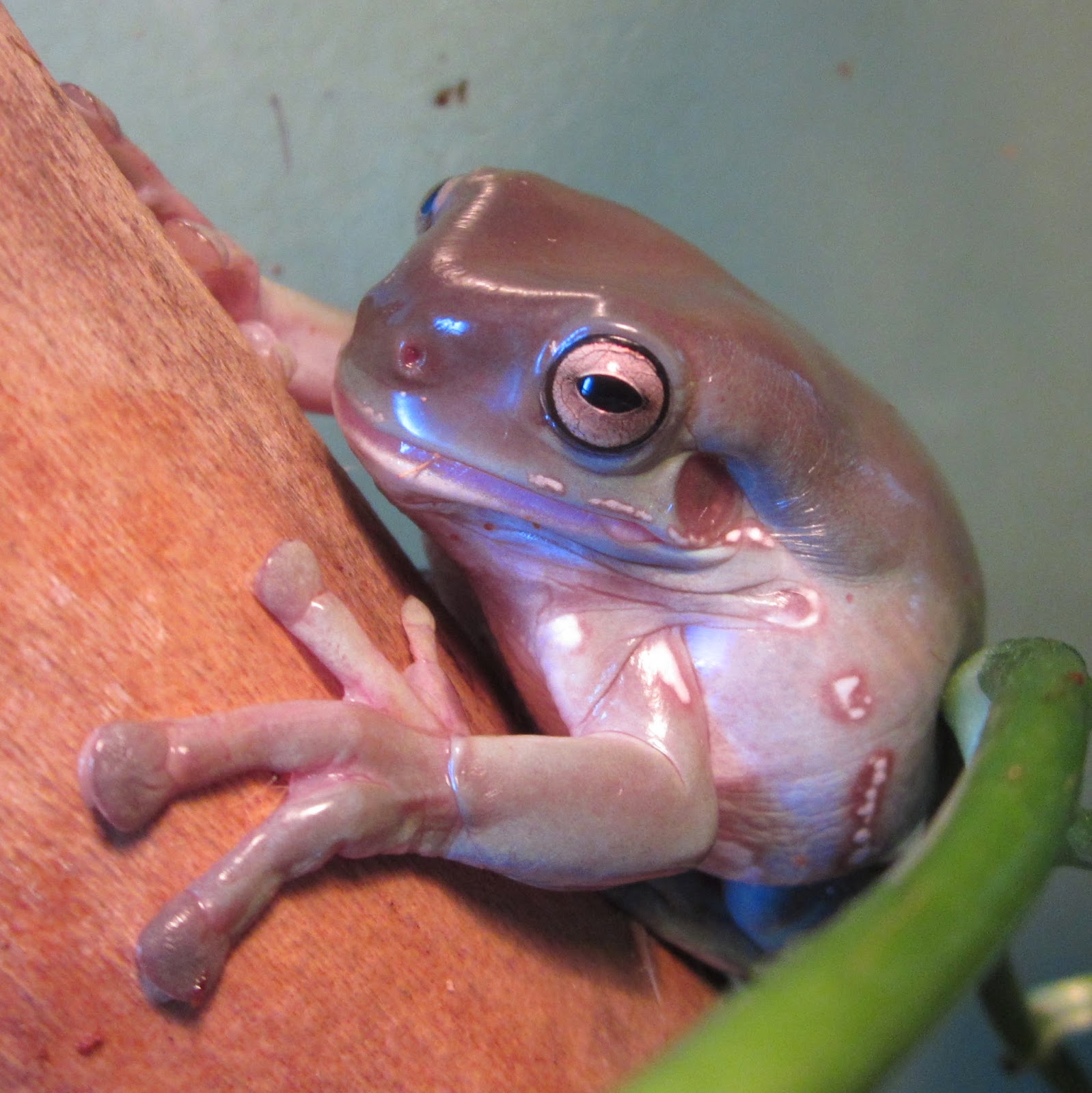 Momcicle Mania White's Tree Frogs aka Dumpy Tree Frogs