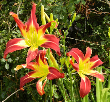 Daylily Flaming Sword