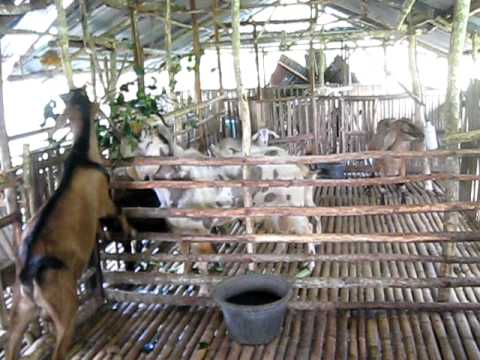 goat farming philippines farm raising profitable sagbayan sgf agri gossip gaining ground