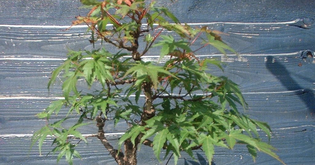 MiKo Bonsai Cork Bark Maple Progression