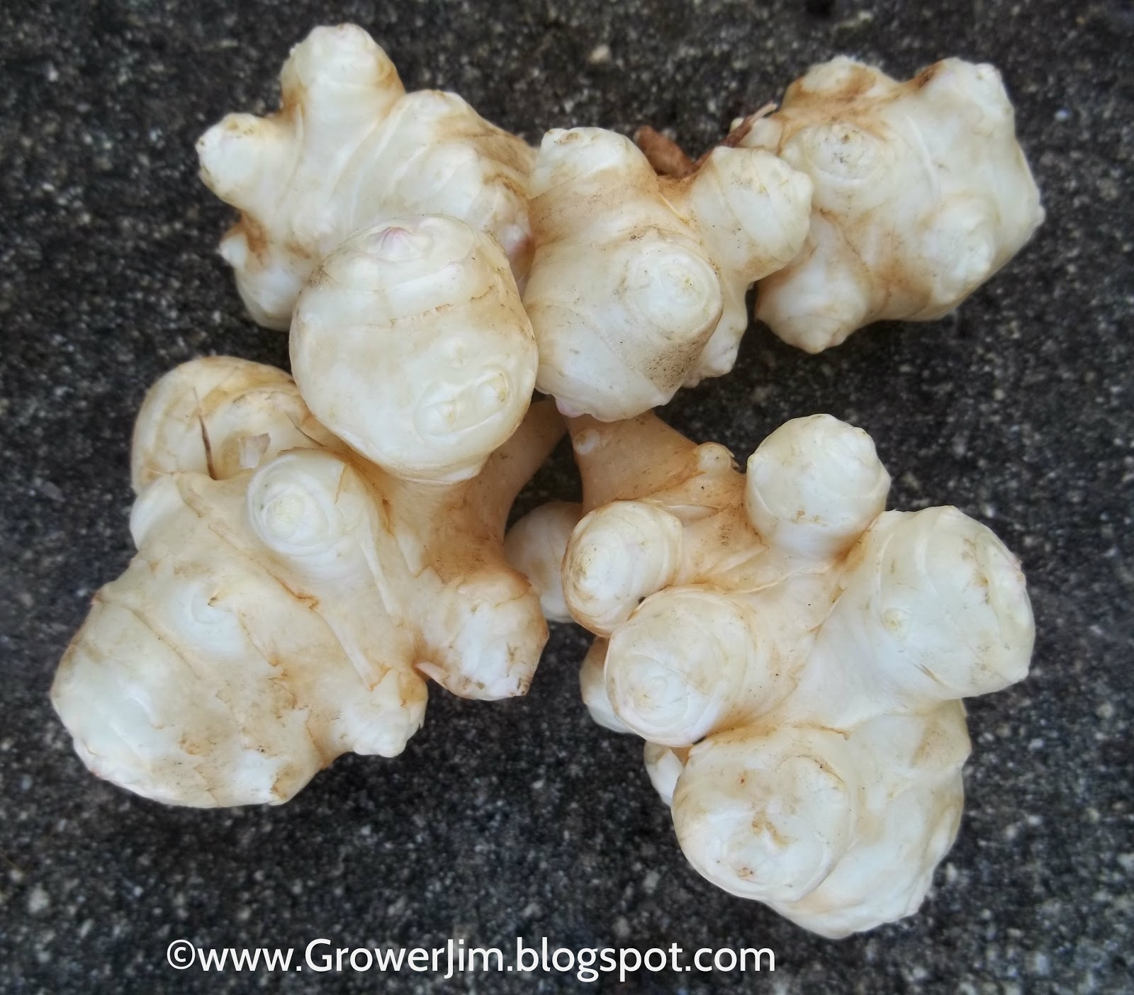 Garden Adventures Sunchoke (Helianthus tuberosus)