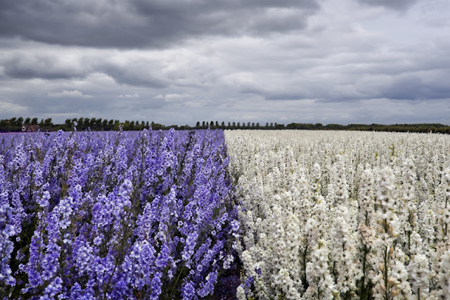 A stunning field of blue and white English Delphiniums www.martynferryphotography.com