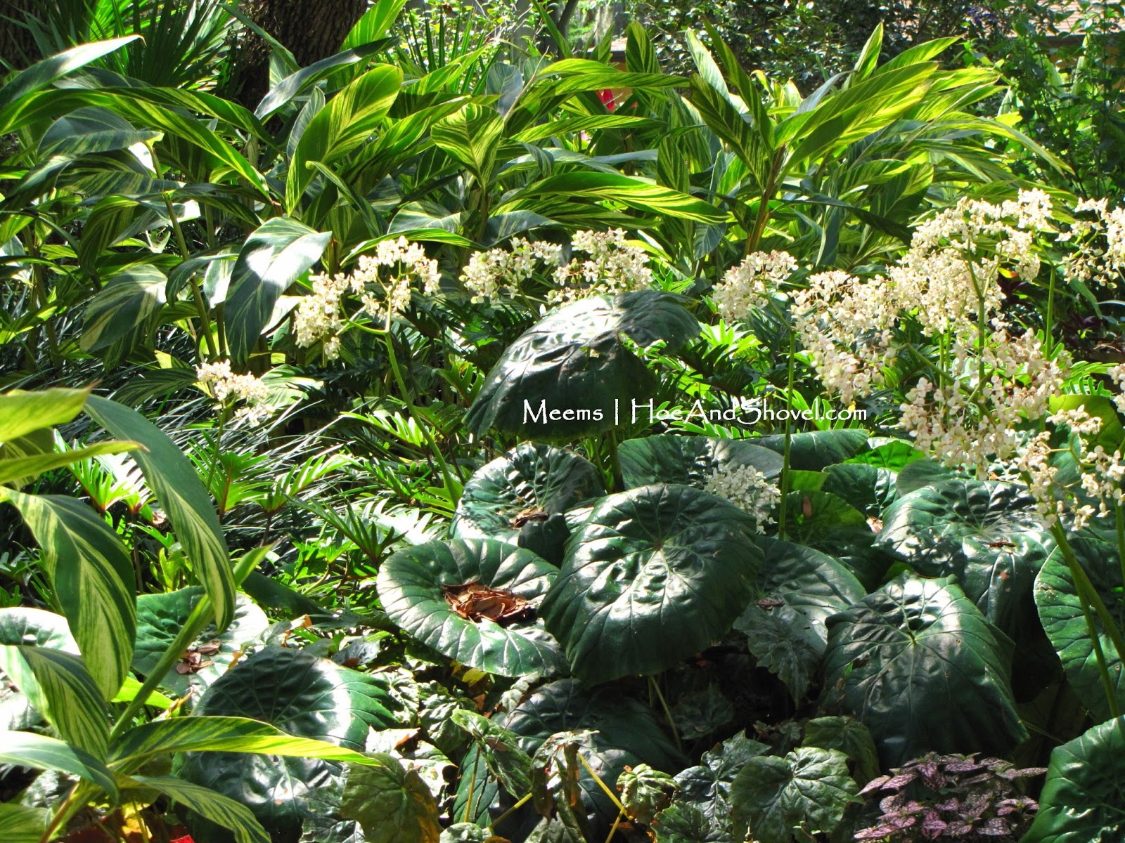 Hoe and Shovel Howto Trim Shell Gingers