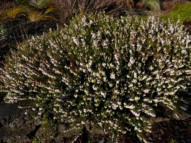 Mahonia Berberis Ilex Arnold Zwicky S Blog