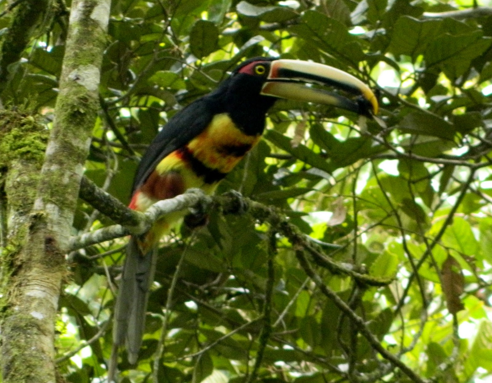 Toucan Species