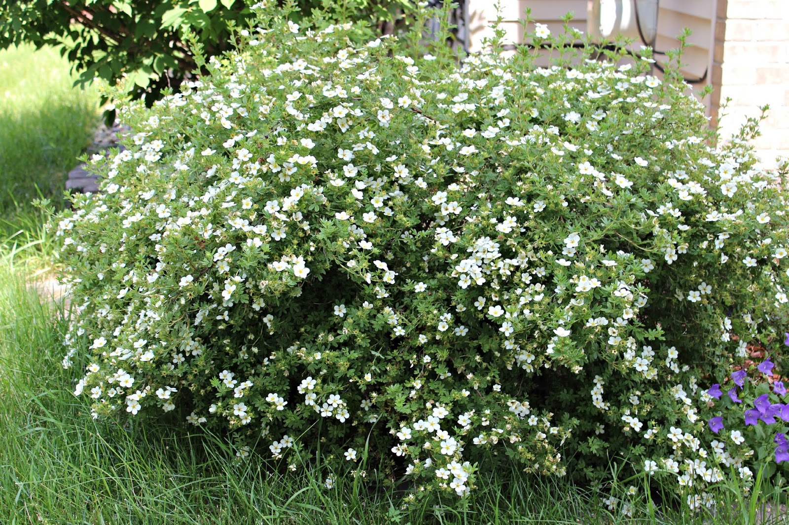 Happy At Home Favorite Long Blooming Perennials and Shrubs