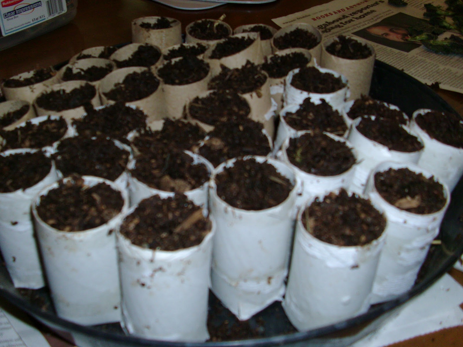 Green Heart Growing Project Toilet Paper Roll Seed Pots Are Cool!