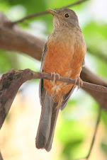 Fauna Bacia Taquari-Antas - Fonte: Aepan-ONG - Série: Aves