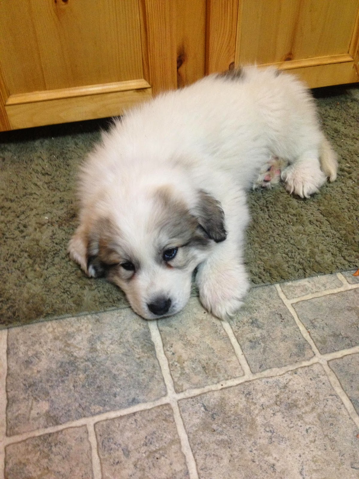 3 Top Cute  Pyrenees Puppies