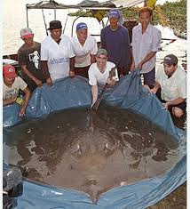 Notícias - Os 10 maiores peixes de água doce do mundo 10-+arraia+gigante