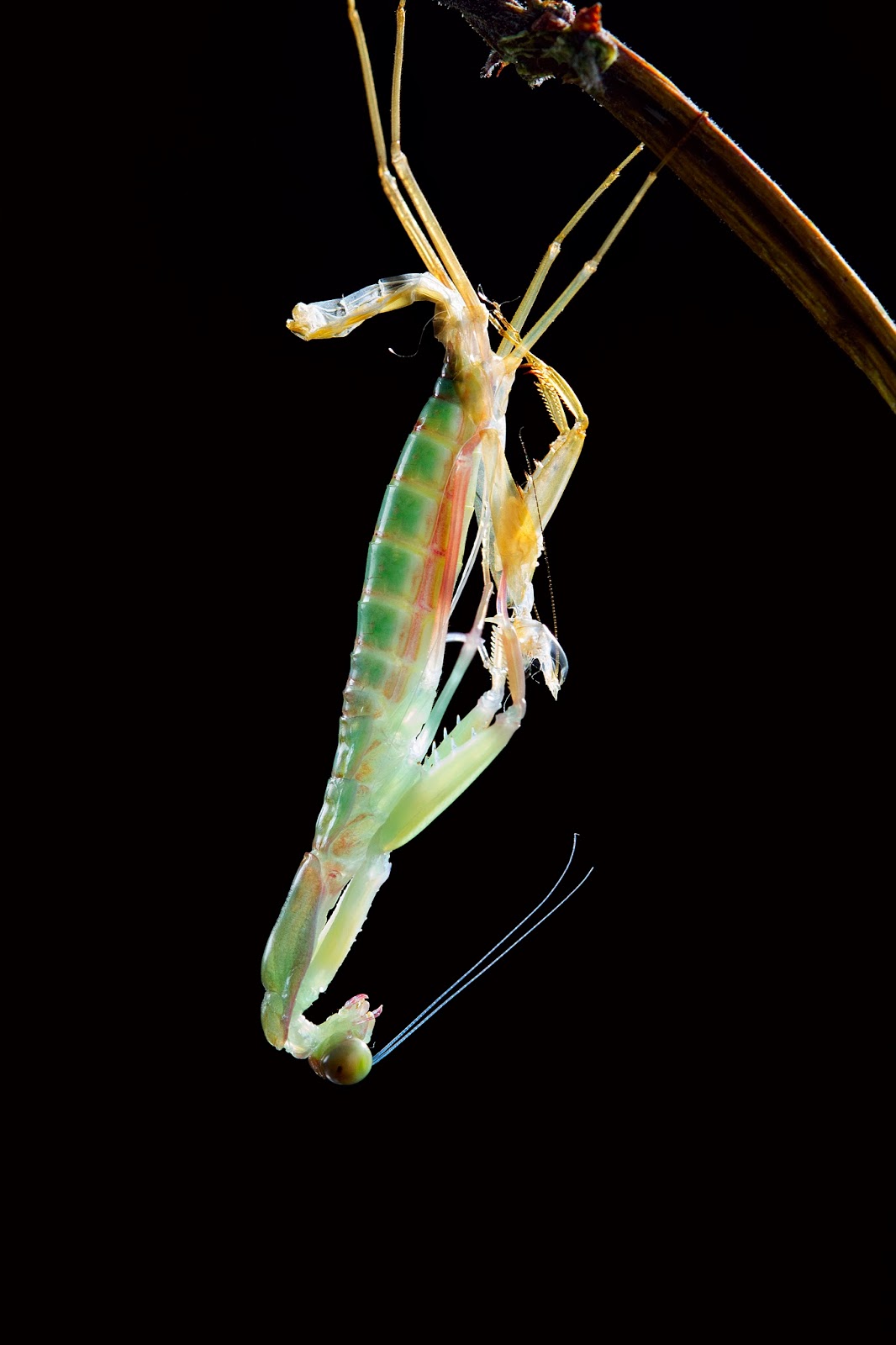 Praying mantis Rhombodera Stalli's molting and branch for hanging