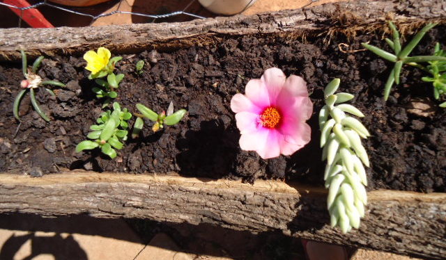meu quintal meu jardim:Jardim de Emoções: belezas do meu quintal meu quintal meu jardim:Jardim de Emoções: belezas do meu quintal