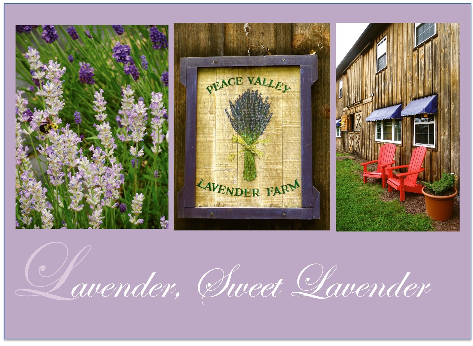 PennyWise Living Lavender, Sweet Lavender