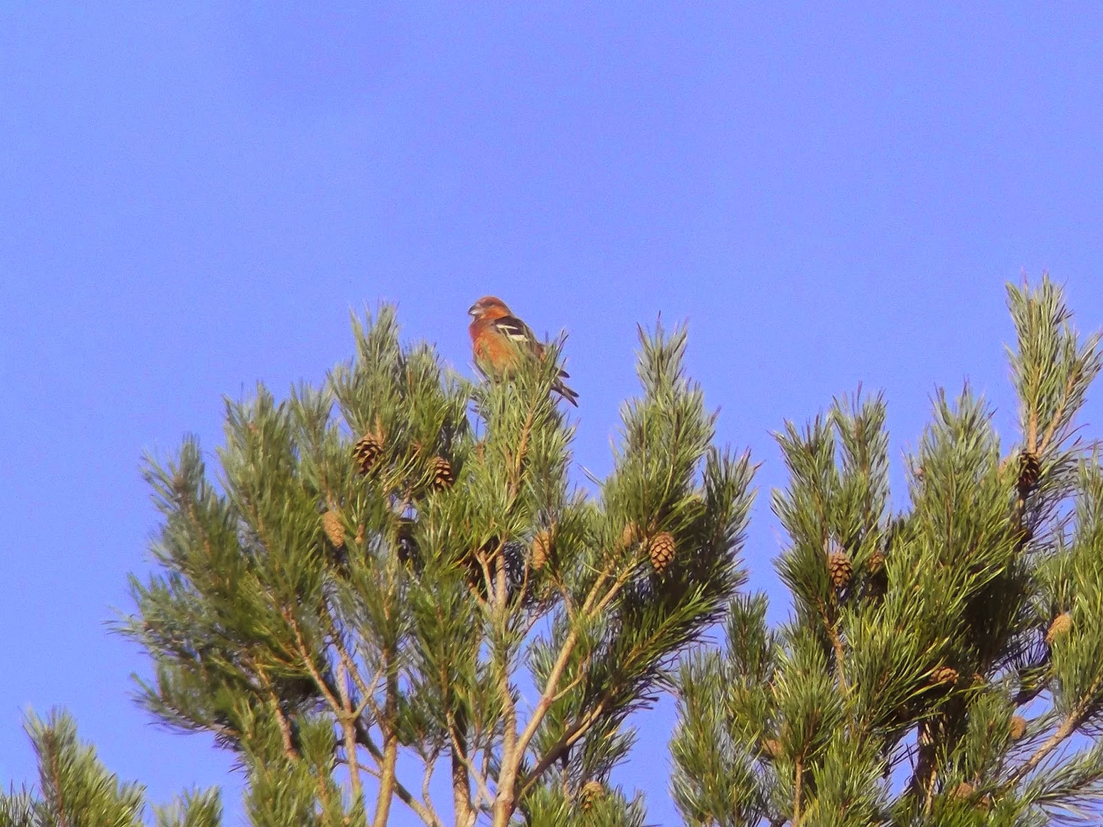 Randon's Ramblings FARNHAM RSPB TWOBARRED CROSSBILL