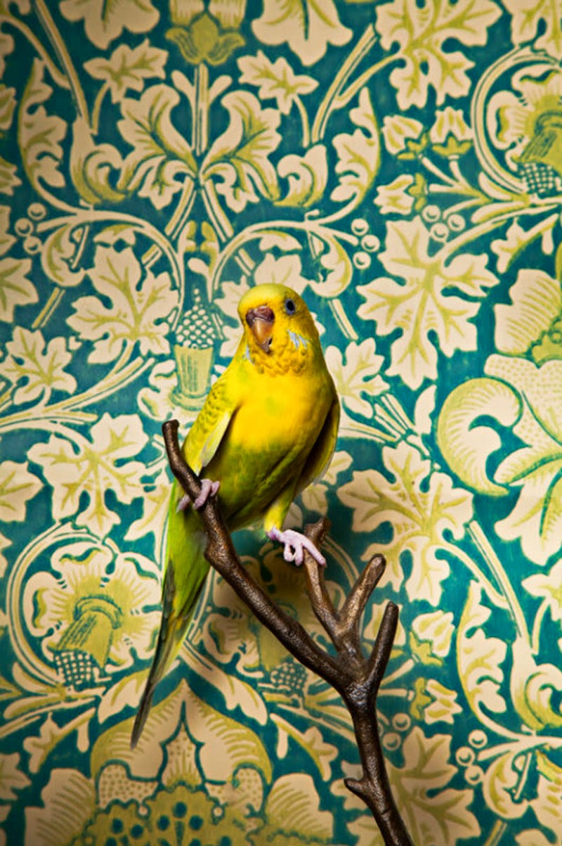 Birds of a Feather de Claire Rosen