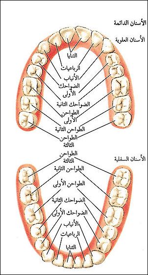 الأسنان عند الإنسان %25D8%25A7%25D9%2584%25D8%25A7%25D8%25B3%25D9%2586%25D8%25A7%25D9%2586+%25D8%25A7%25D9%2584%25D8%25AF%25D8%25A7%25D8%25A6%25D9%2585%25D8%25A9