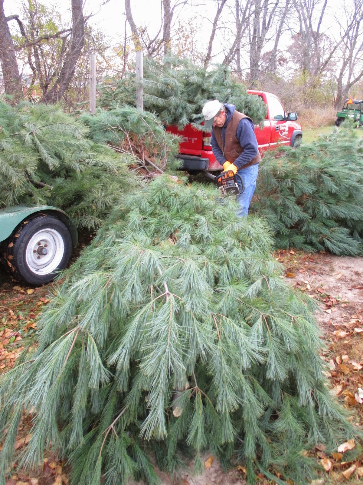 Rotary Botanical Gardens Hort Blog The Annual Tree Run