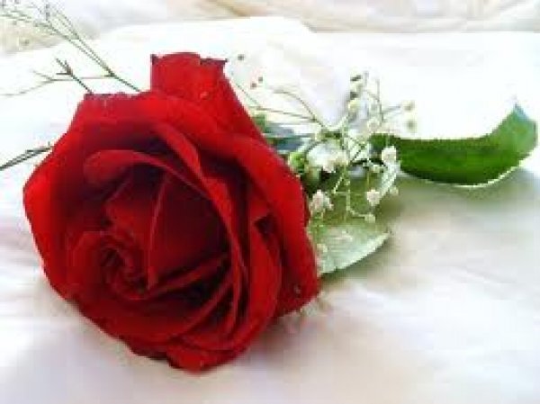 flower love flower love