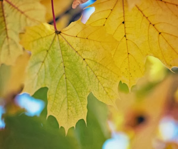 golden yellow autumn tree leaves Autumn Leaf ~ Photography by Lori H. #autumn #leaf