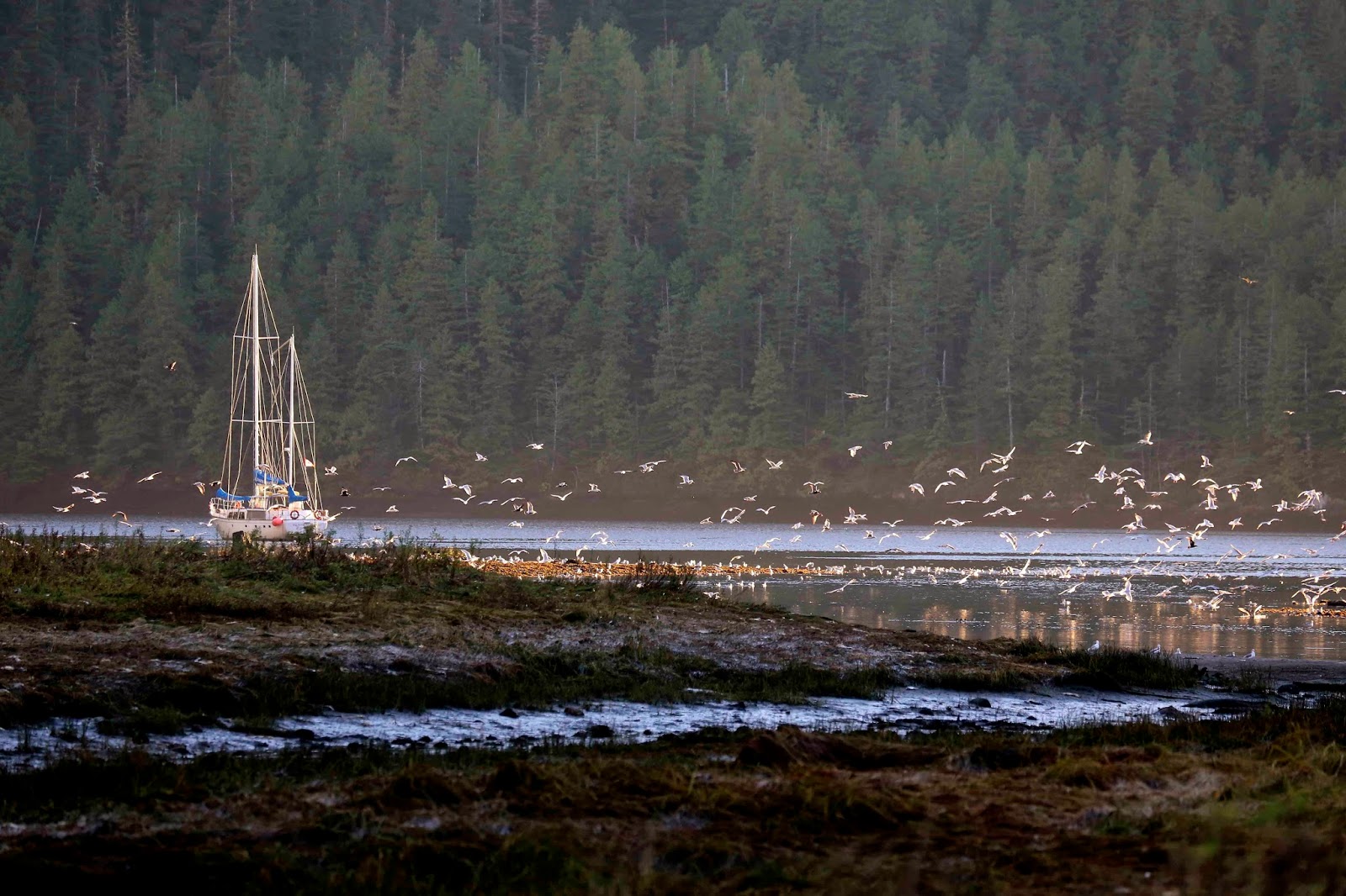 Bluewater Adventures in the Great Bear Rainforest