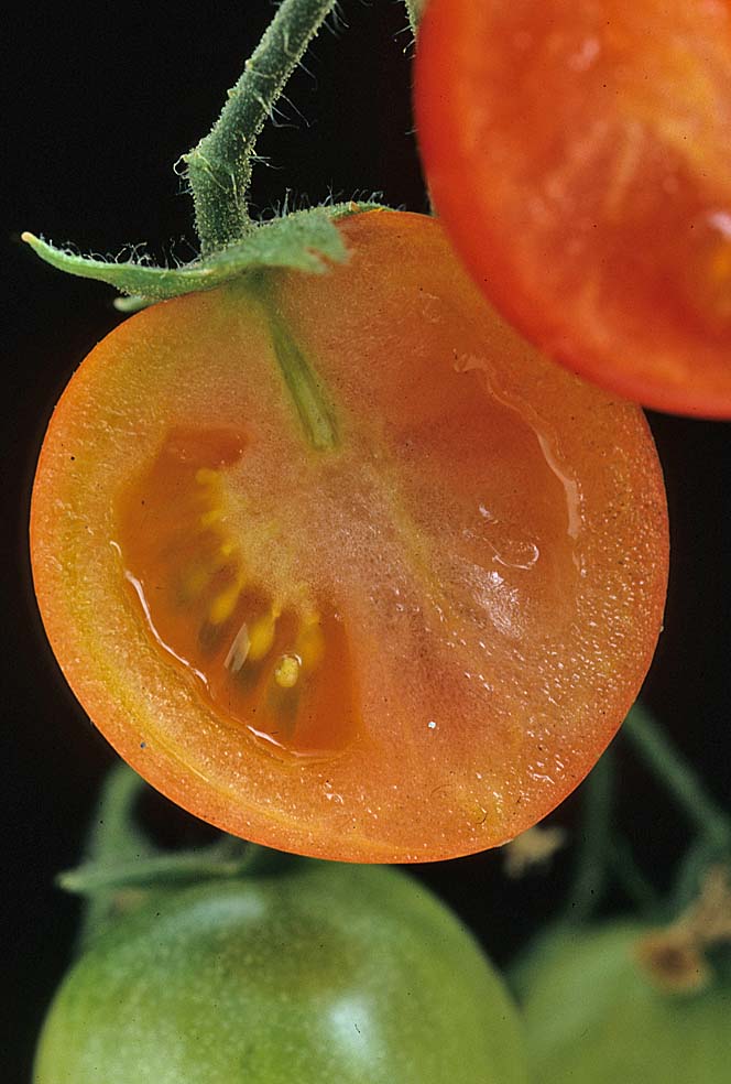 A Digital Botanic Garden Solanum lycopersicum, Tomato, Solanaceae